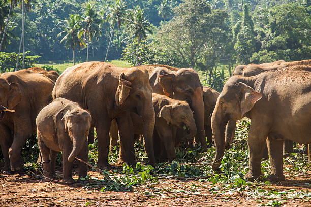 istock Pinnawala elephant orphanage, Sri Lanka. 497260698