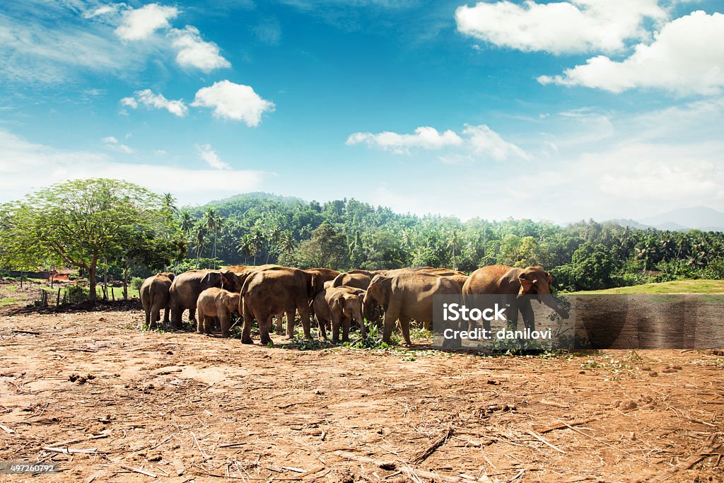 Pinnawala elephant orphanage, Sri Lanka. Pinnawala elephant orphanage, Sri Lanka. Shot with Canon 5D mkIII. 2015 Stock Photo