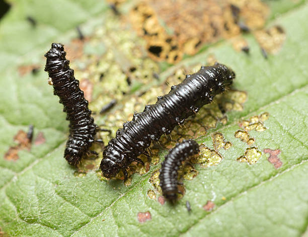 istock Leaf beetle, Chrysomelidae larva on damaged leaf 497261834