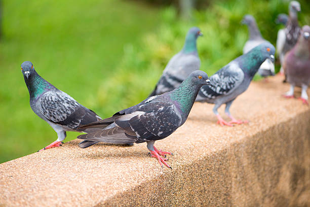 istock Curious Feral Pigeon on green background 497262030