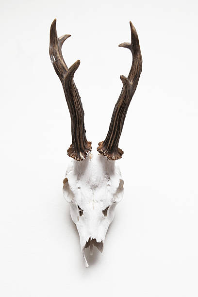 動物の骸骨 - antler stag trophy animal skull ストックフォトと画像