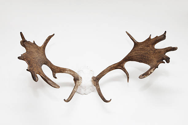 짐승 스컬 - antler stag deer animal skull 뉴스 사진 이미지