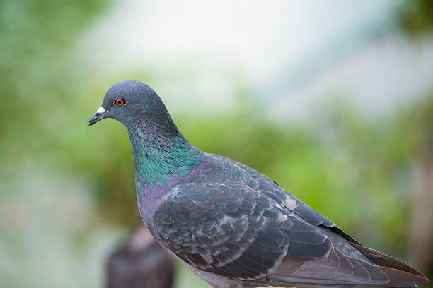 istock Curious Feral Pigeon on green background 497262812