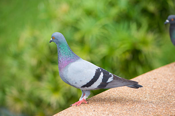 istock Curious Feral Pigeon on green background 497263302