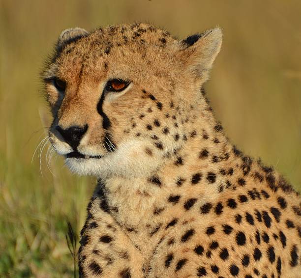 istock Cheetah of the Serengeti 497267617