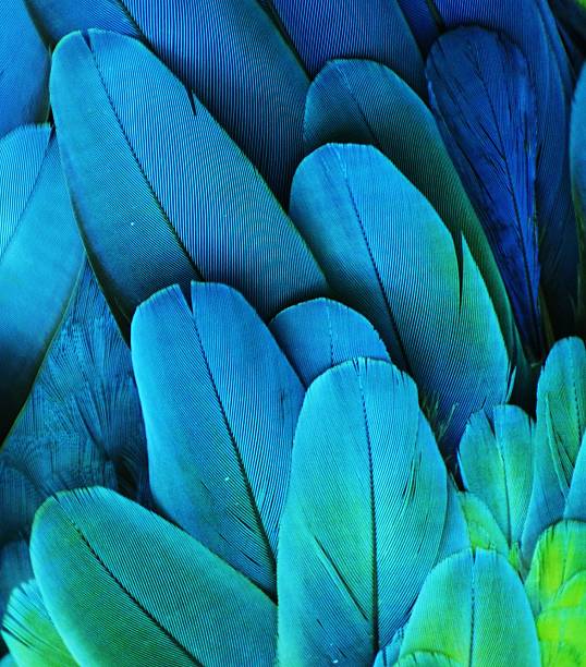 Macaw Feathers (Green/Blue) stock photo