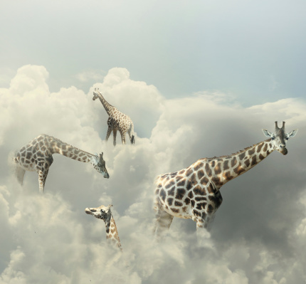 Surreal image representing four giraffe walking in the clouds