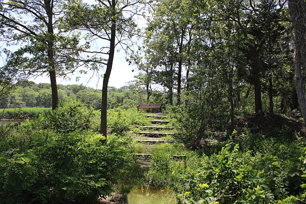 istock Beach on Hill with Stairs in Trees and Shrubs 497268309