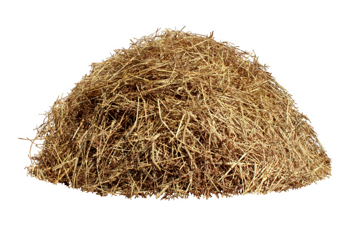 Hay pile isolated on a white background as an agriculture farm and farming symbol of harvest time with dried grass straw as a mountain of dried grass haystack.