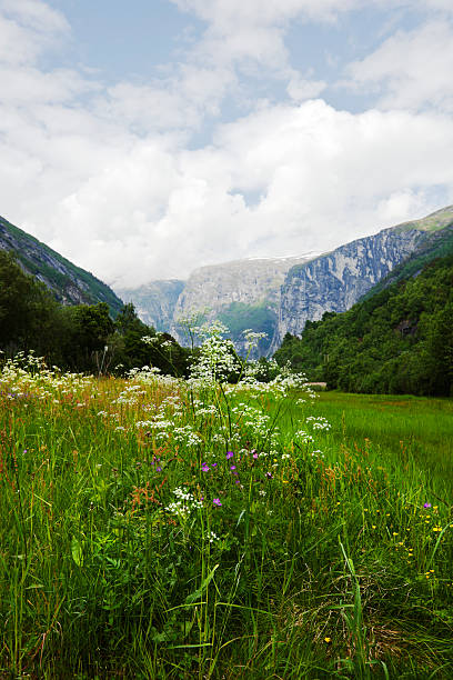 Wild flowers in early summer. Meadow with wild flowers in early summer.  Mountains in the background- Romsdalen, Norway. cow parsley stock pictures, royalty-free photos & images