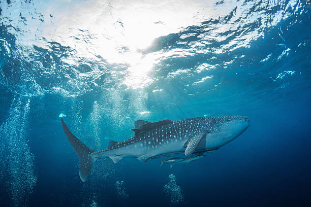 Whale shark Nature whale shark whale shark photos stock pictures, royalty-free photos & images