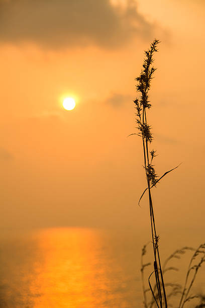 istock Silhouette Grass by the sea 497269051