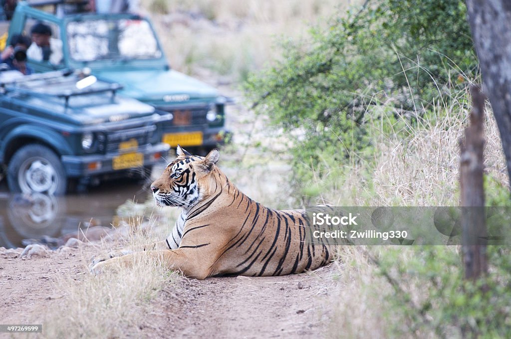 tiger safari in the ranthambhore national park tiger safari in the ranthambhore national park in india - rajasthan 4x4 Stock Photo