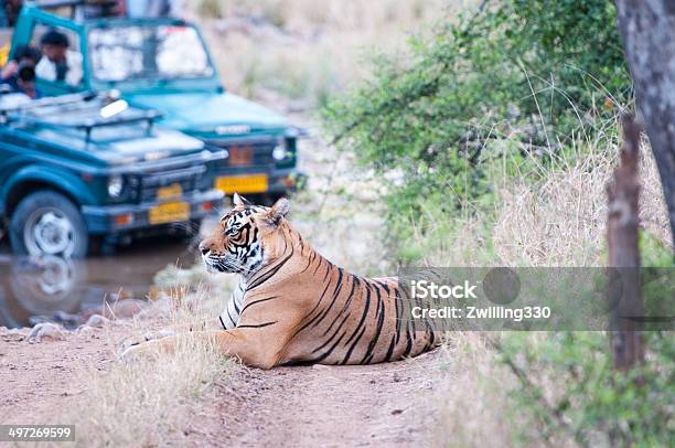 Tiger Safari In The Ranthambhore National Park Stock Photo - Download Image Now - 4x4, Animal, Animal Wildlife