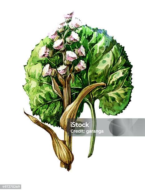 Botany Stock Image Botany Stock Illustration - Download Image Now - Agriculture ...