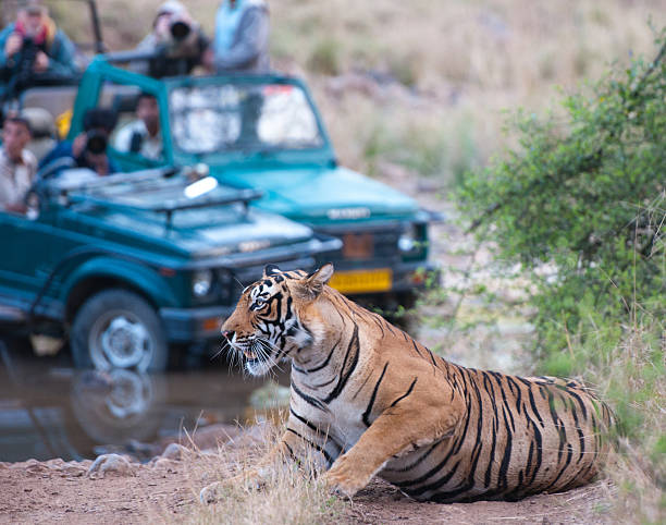 istock Bengal tiger getting photographed by people in a jeep 497271415