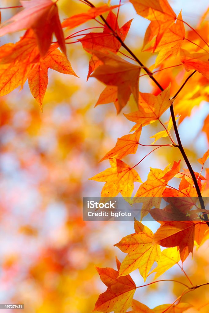 Colores otoñales - Foto de stock de Otoño libre de derechos