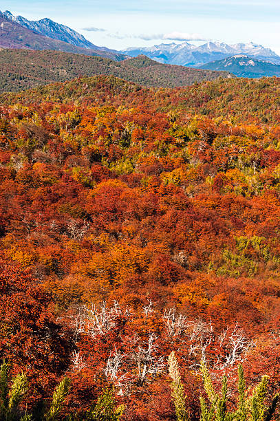 осень в барилоче, аргентина - south america argentina bariloche autumn стоковые фото и изображения