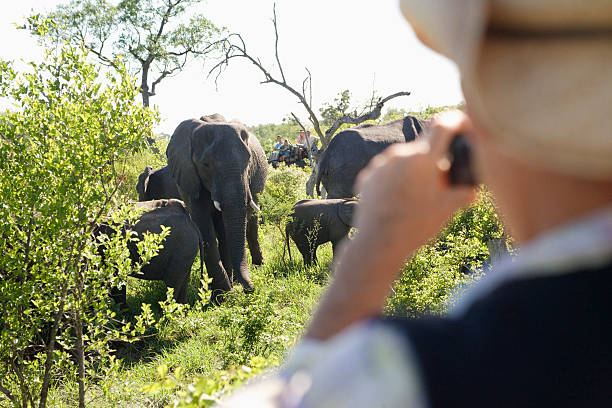 istock Man Photographing Group Of Elephants 497272209