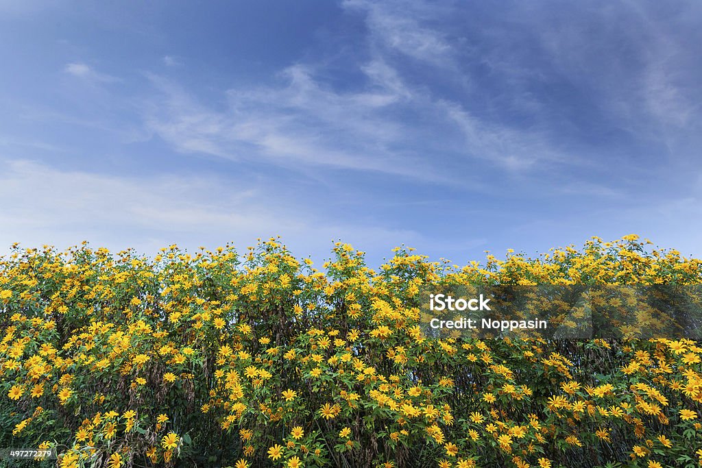 mexican sunflower mexican sunflower and blue sky Agricultural Field Stock Photo