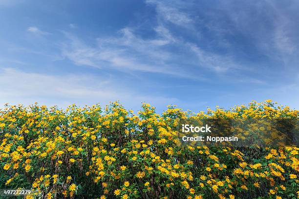 Mexican Sunflower Stock Photo - Download Image Now - Agricultural Field, Beauty, Beauty In Nature