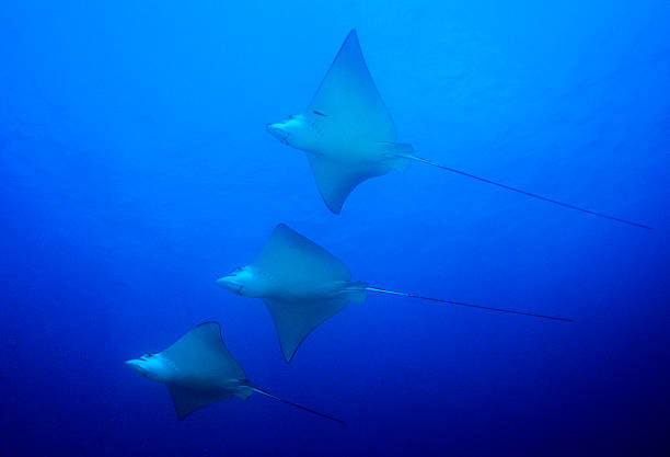 reisende, die auf dem meer entspannen - manta ray stock-fotos und bilder