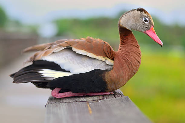istock Green Cay Black-bellied Whistling Duck 497273749