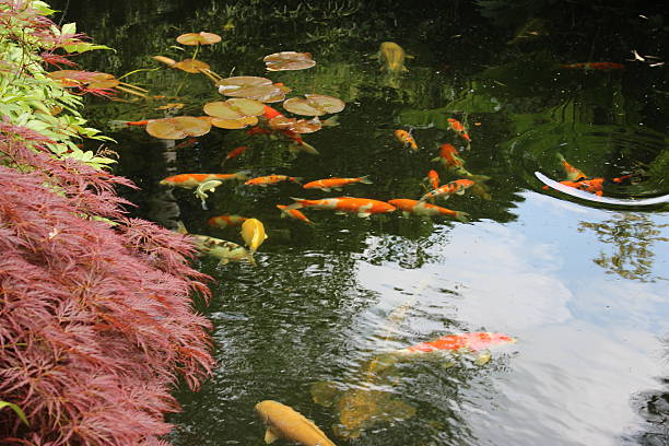istock Image of large garden pond with koi carp and goldfish 497273961