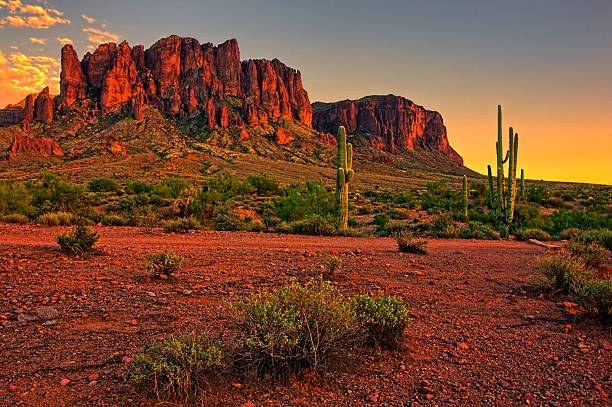 American desert sunset with cacti and mountain