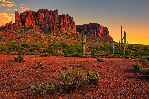 American desert sunset with cacti and mountain Sunset view of the desert and mountains near Phoenix, Arizona, USA saguaro cactus stock pictures, royalty-free photos & images