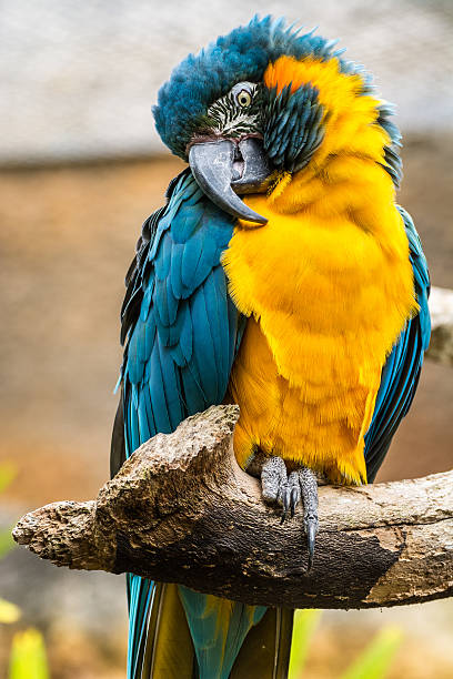 istock Maccaw Parrot Bird Sitting On A Perch. 497274986