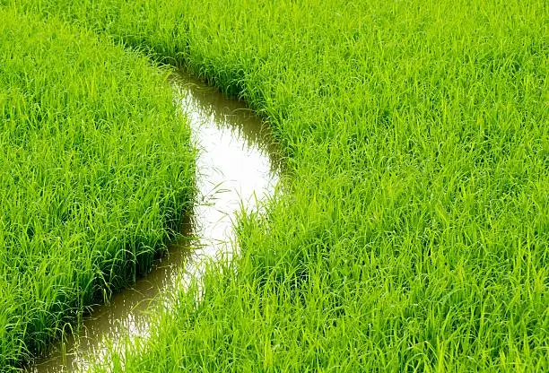 walkway in rice field for maintenance sapling rice