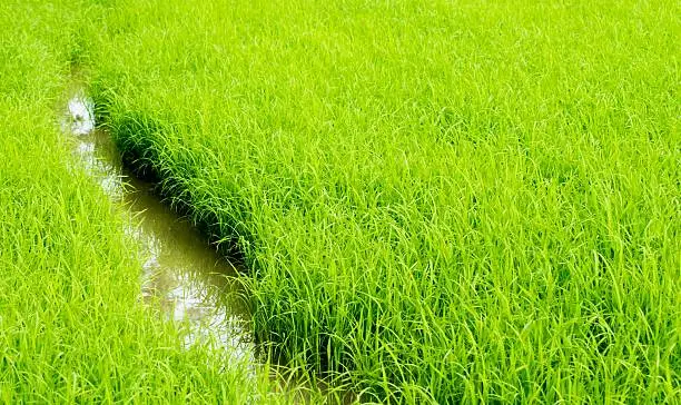 walkway in rice field for maintenance sapling rice
