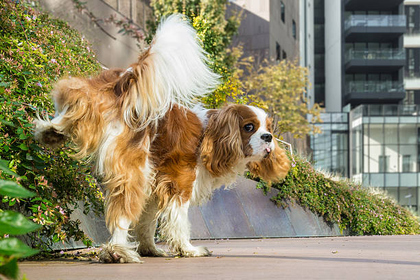 perro marcar territorio - orinar fotografías e imágenes de stock