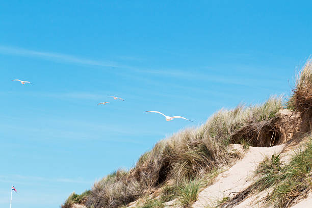 istock seagull flying over dune grass at the beach 497276392
