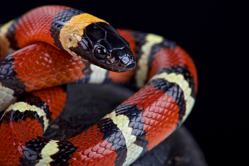 Milk Snake Lampropeltis triangulum red, black and yellow