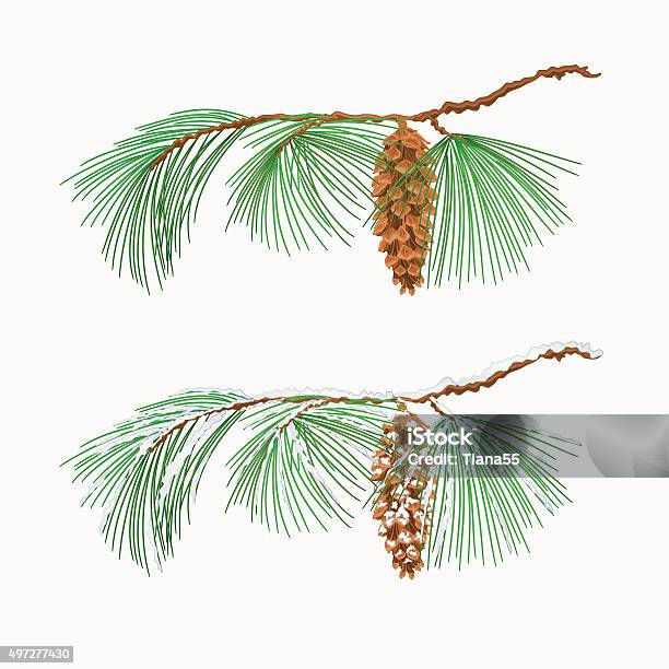 Branch Pine Eastern White Pine Christmas Tree Vector Stock Illustration - Download Image Now