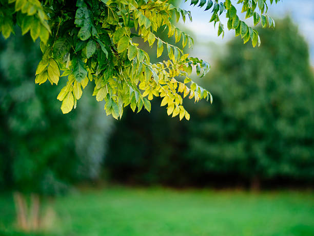 istock Autumn leaves on branch 497277602