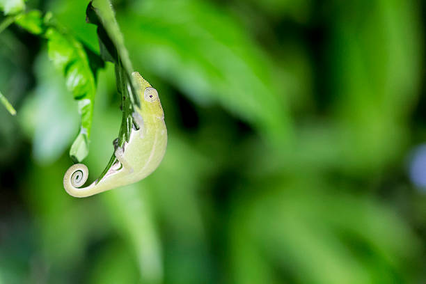 istock Green camouflage night chameleon in Madagascar 497277666