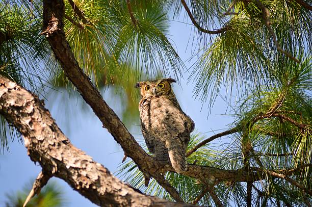 This Great Horned Owl, Bubo virginianus, is perched in a Slash Pine in the Coral Springs Florida  Tall Cyprus Natural Area and is treat to see in the daylight