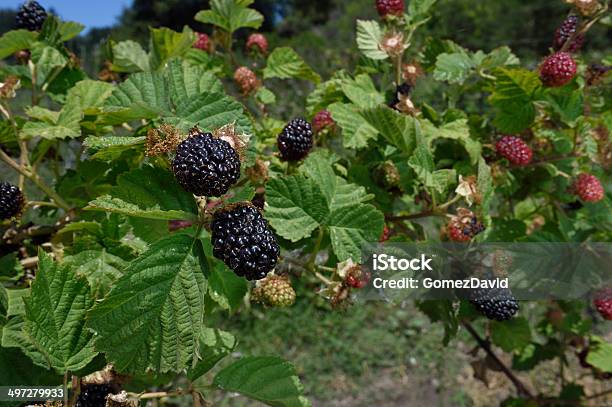 Closeup Of Ripening Olallieberrys On The Vines Stock Photo - Download Image Now - Agriculture, Berry Fruit, Branch - Plant Part