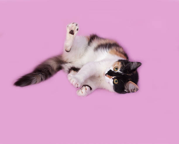 istock Tricolor kitten lies on pink 497280270
