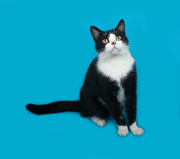 istock White and black cat sitting on blue 497280506