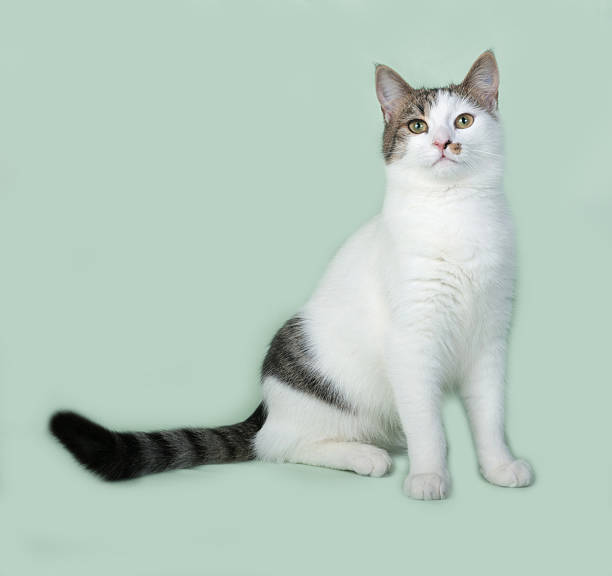 istock White and gray cat sitting on green 497280660