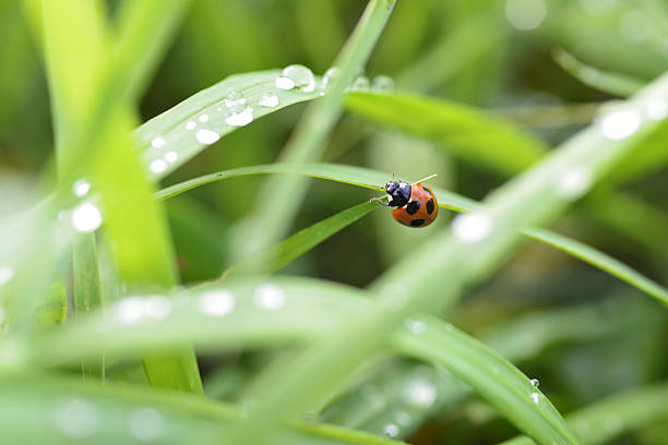 istock Climbing ladybug and rain drops on green grass. 497280756