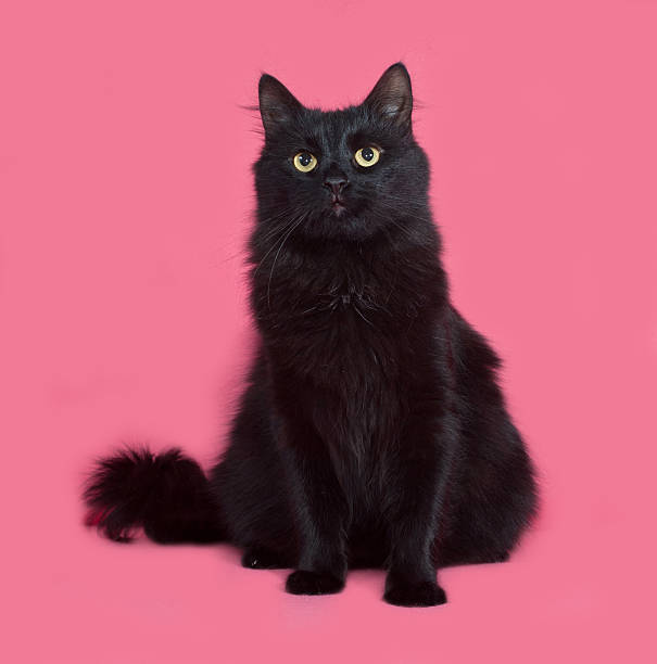 istock Black fluffy cat sitting on pink 497280836