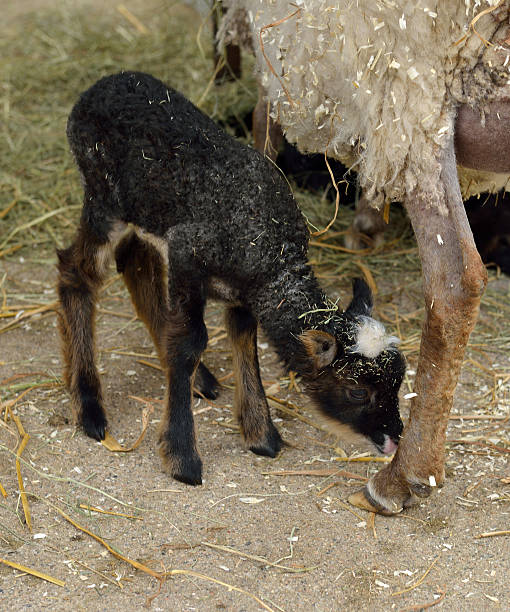 istock Newborn lambs with mother 497281636