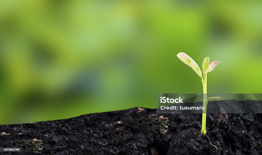 young plant Agriculture Stock Photo
