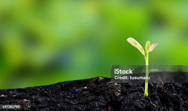 Young Plant Stock Photo - Download Image Now - Agriculture, Bud, Concepts