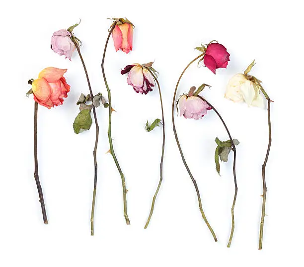 Photo of Dry roses
